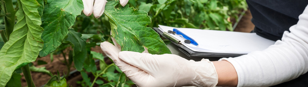 Greenbean_Scientific_01.jpg Greenbean_Scientific_01.jpg