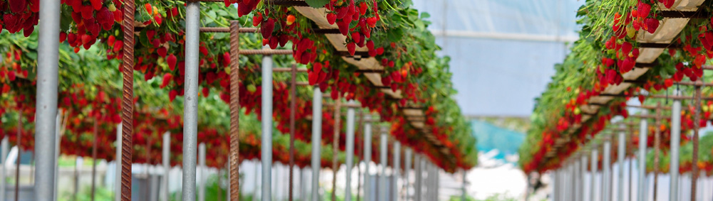 Greenbean_Scientific_025.jpg Greenbean_Scientific_025.jpg